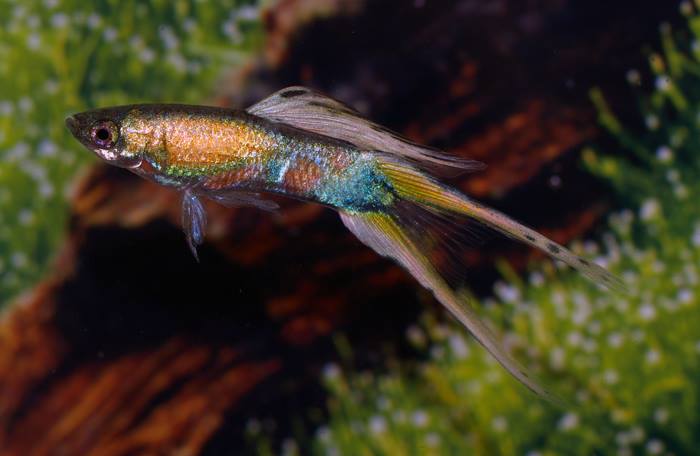 Schimmelpfennig Platinum double sword guppy