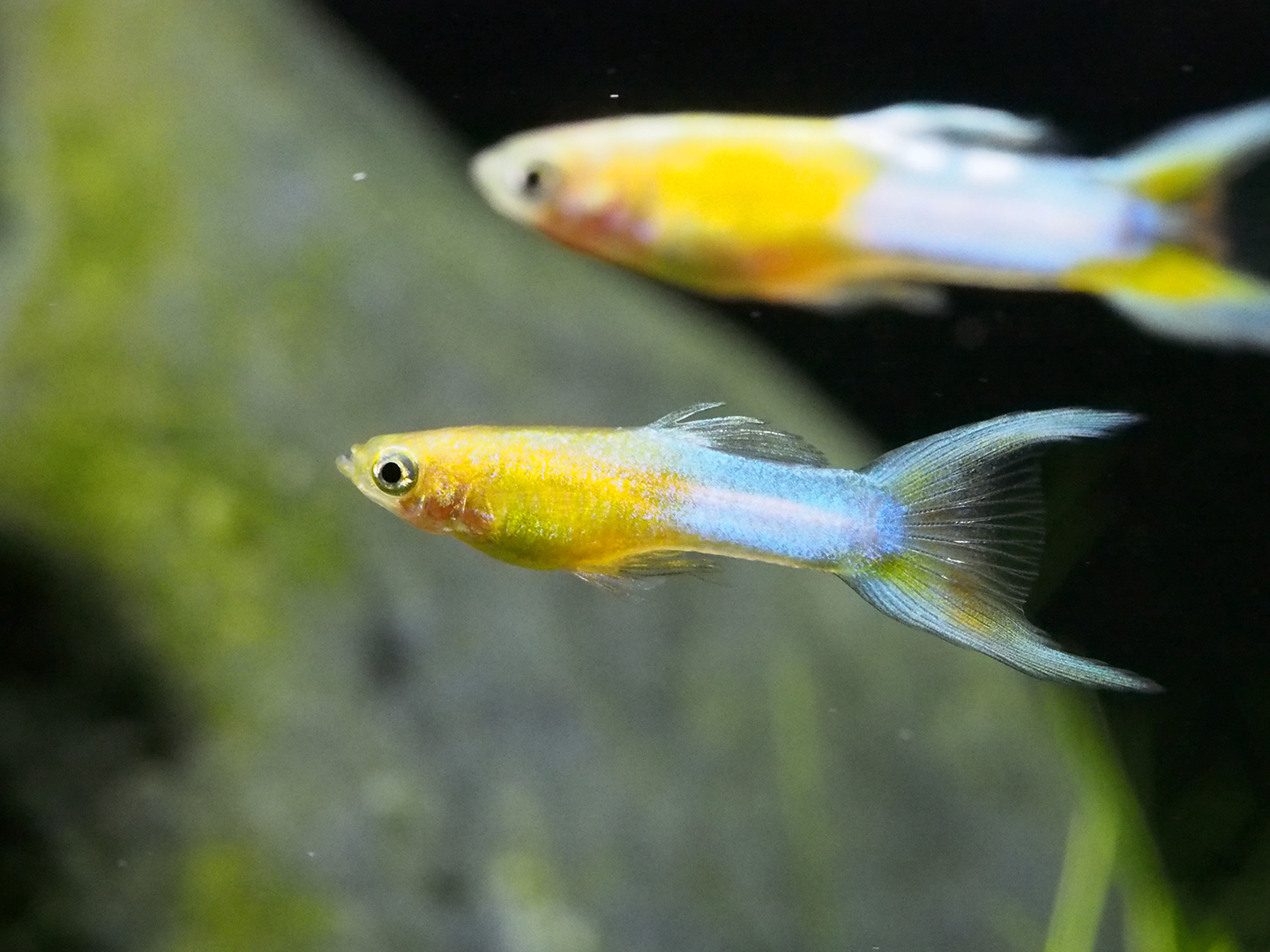 Blond platinum japan blue DS