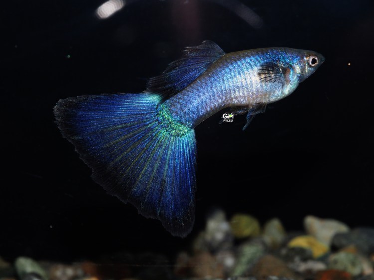 莫斯科藍（Moscow blue）介紹與釋疑